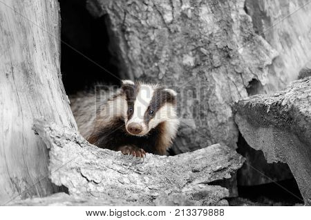 Black And White Photography With Color Badger