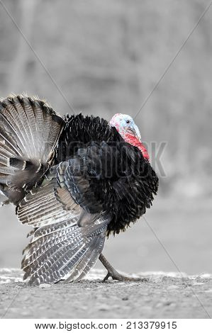 Black And White Photography With Color Turkey-cock