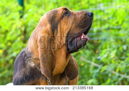 head of a large black dog with an open mouth, emotion, yawning. Bloodhound - a hunting breed of dogs. Head with open jaws against the background of green blurred grass, a look forward to a close-up. Space under the text. 2018 year of the dog in the easter