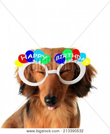 Funny Happy Birthday dachshund puppy with eyes closed and tongue sticking out. 