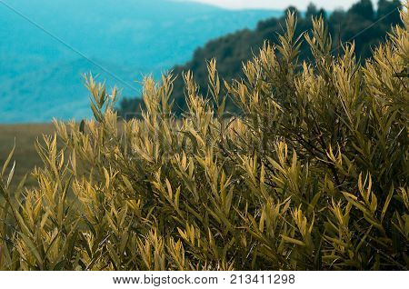Background concept: yellow leaves in the morning light faded colors with woody mountain and hazed mountain in background