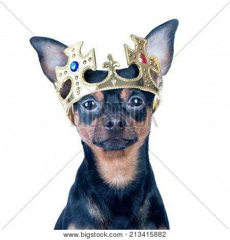 Dog in the crown like a king a prince. Portrait of a close-up of a dog of black color toyterrier chihuahua