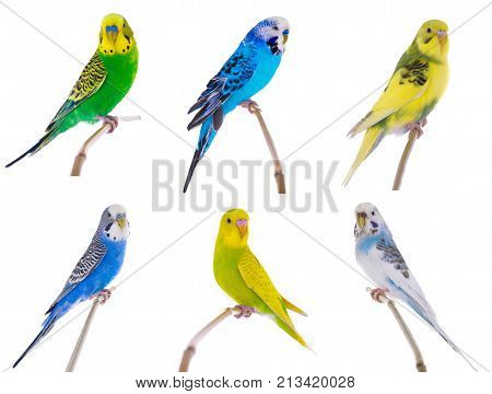 Budgie