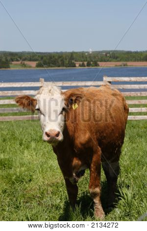 Simmental