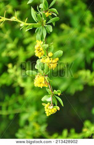 Clustered Barberry (berberis Aggregata)