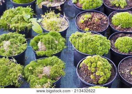 Sagina blooming plants and Saxifraga plants and in black pots for sale at garden center