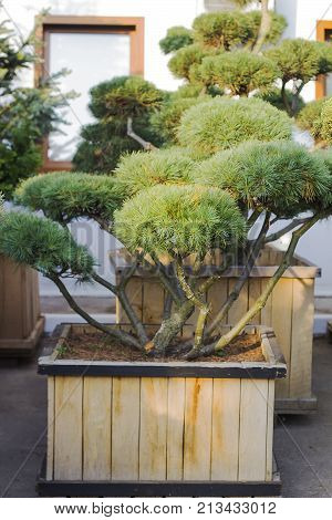 Big Pine topiary in form of clouds evergreen tree in wooden pot in garden selective focus