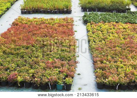 Rows of seedlings of different plants in pots sold in garden center selective focus