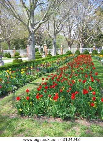 rote Tulpen
