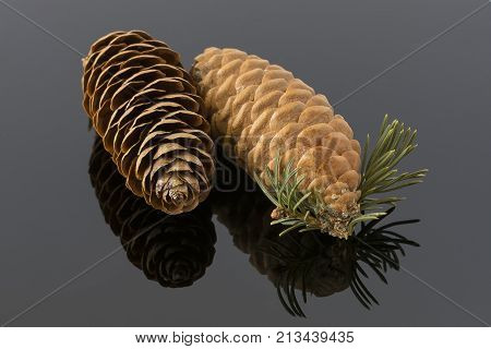 two spruce cone on a dark mirror background
