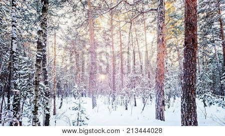 Winter forest frost evening sunset fir tree of pine fir-tree and birch City urban scene vibrant toned picture Shot wide andle