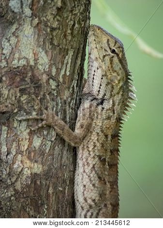Brown green changeable Lizard resting on a tree