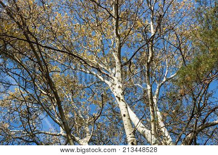 Look up to the sky in the fall in the forest