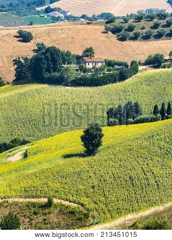 Rural landscape at summer along the road from Fermo to Monterubbiano (Marches italy)