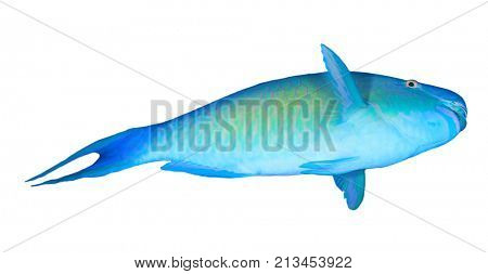 Parrotfish fish isolated on white background