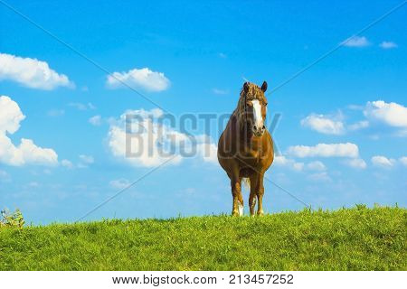 Wild horse brown color on grass. Domestic animal horse on pasture. Summer rural landscape with grazing horse in meadow against cloudy blue sky