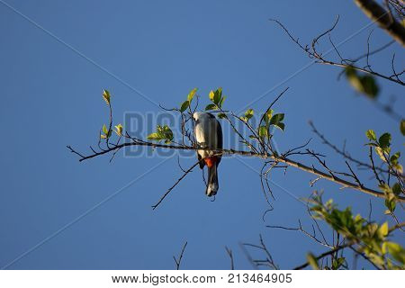 Red Whiskered Bulbul Bird On Tree