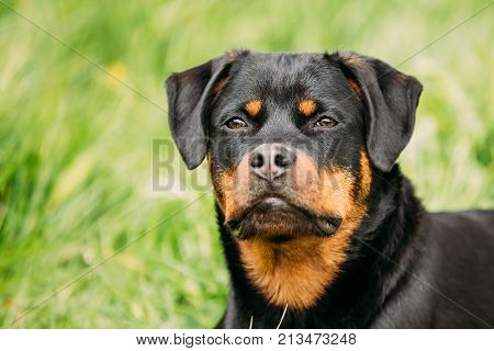 Funny Young Black Rottweiler Metzgerhund Puppy Dog Play In Green Grass In Summer Park Outdoor.