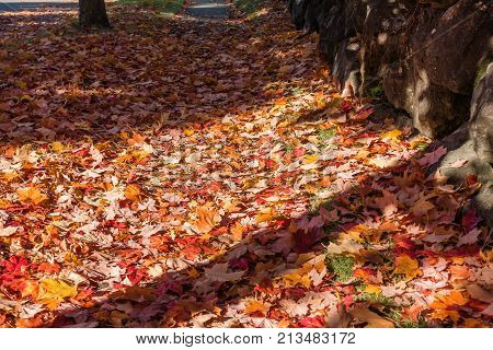 Autumn leave cover a sidewalk in Burien Washington.