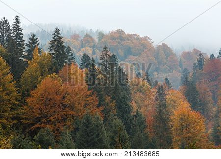 Autumn Carpathians (ukraine).