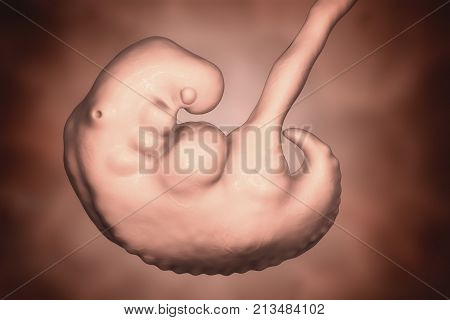 Pregnancy. 4 weeks embryo, middle part of the fourth week, scientifically accurate 3D illustration
