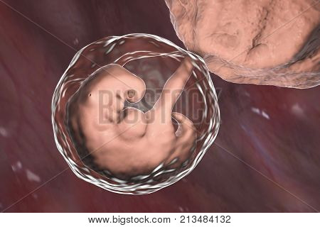 Pregnancy. 4 weeks embryo, middle part of the fourth week, scientifically accurate 3D illustration