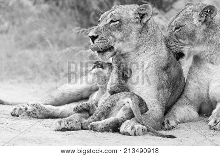 Lioness licks her cub to dry it of the rain drops in an artistic conversion