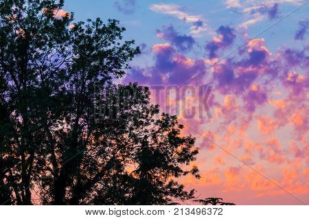 Silhouette of tree on the background of beautiful colorful contrasting unusual cirrocumulus clouds looks like flames at sunset