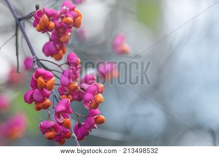 Spindle tree branch with pink fruits on blurred background. There are places for text. Autumn colors in the Park.
