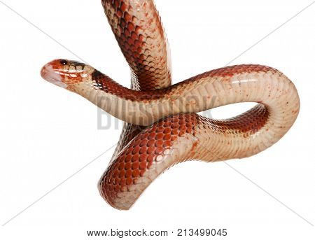 Nelson's Milkshake, Lampropeltis triangulum nelsoni, hanging in front of white background