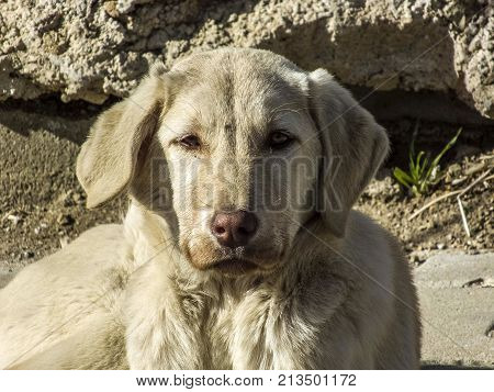 street dog pictures, unattended dog pictures, harmless dog while standing still