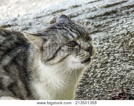 street cat pictures, unattended cat pictures, harmless cat while standing still