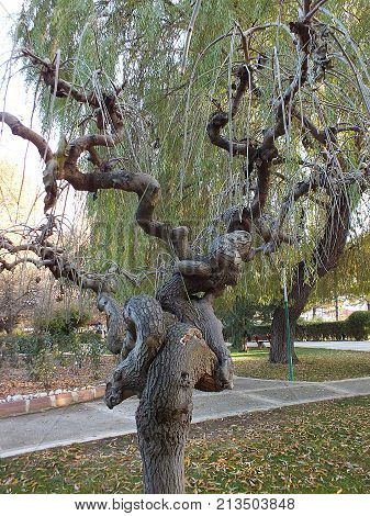 interesting and different tree types, curve tree types, interesting curve tree pictures