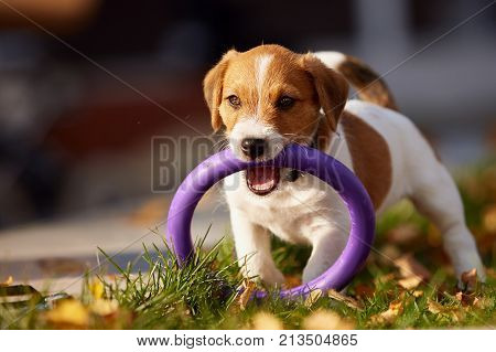 Dog breed Jack Russell Terrier playing in autumn park.
