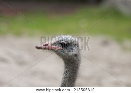 great african ostrich (Struthio camelus) close-up portrait