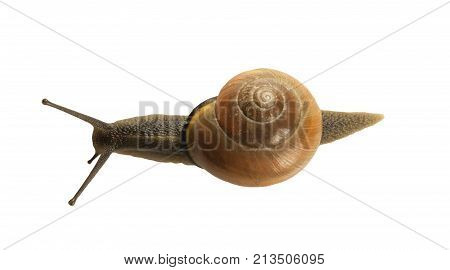 forest snail, Cepaea nemoralis on a white background