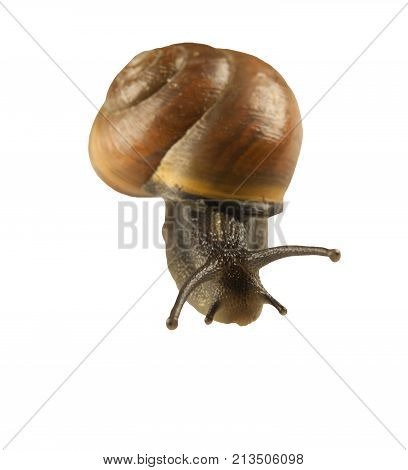 forest snail, Cepaea nemoralis on a white background