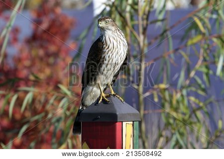 Sharp Shinned Hawk sitting on top of a decorative post
