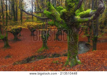 Otzarreta forest in Gorbea Natural Park, Bizkaia