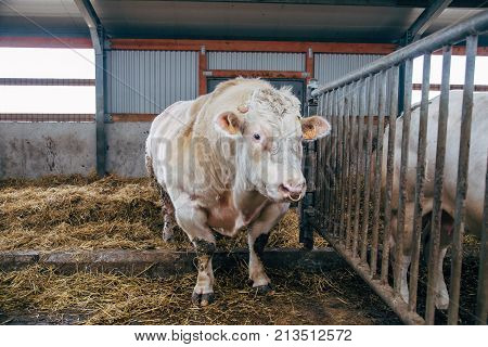 Belgian meat bull inseminator 