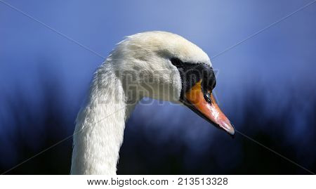 close up of a swans head neck and beak on blue background of dusk