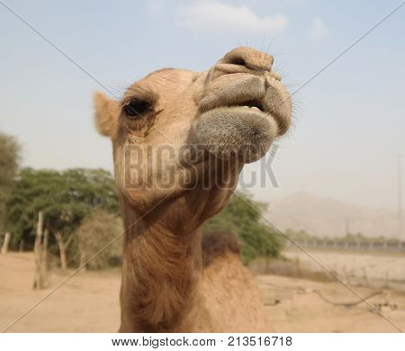 Portrait of funny camel head Sharjah UAE