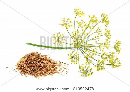 Green wild fennel flowers with dry seeds isolated close-up.
