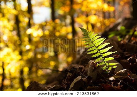 Fern Leaf Close Up, Autumn Background