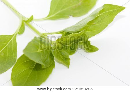 Basilico limone