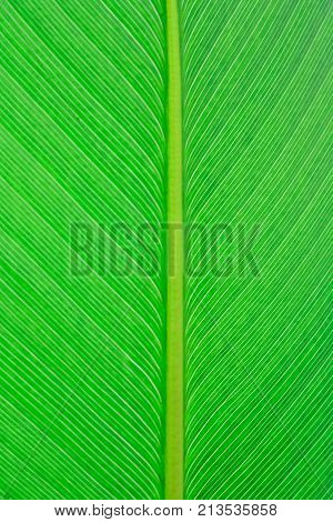 close up green leaf texture background pattern