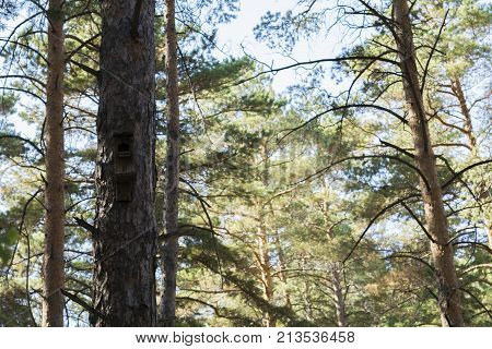 Birdhouse in a pine forest. Trees against the blue sky.