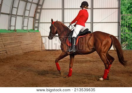 A girl jockey rides a horse in gait in a covered arena. A pedigree horse for equestrian sport.