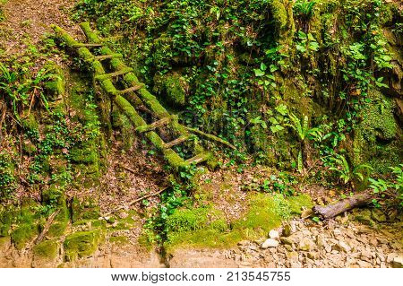 Mossy ladder at the steep wall of the ravine Chudo-Krasotka in summer day Sochi Russia