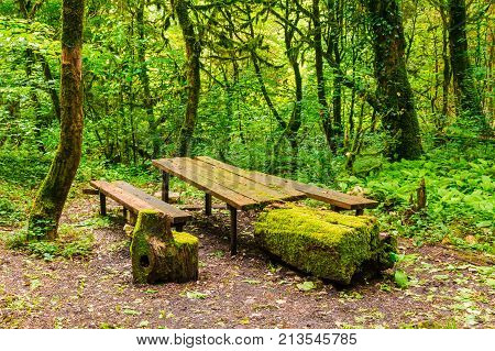 Mossy table benches and stumps in the boxwood grove of the ravine Chudo-Krasotka in summer day Sochi Russia